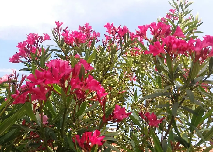 Oleandri A2 Mit Meerblickbalkon By Interhome Apartment