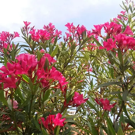 Oleandri A2 Mit Meerblickbalkon By Interhome Daire